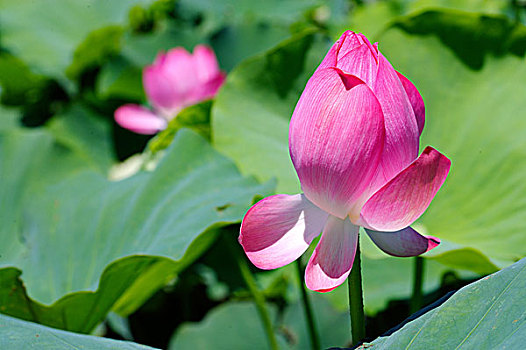 thống kê bach thủ
