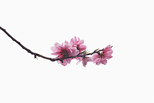 dạy cách đánh lô